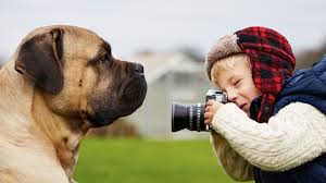 pet